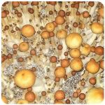 Псилоцибиновые (галлюциногенные)  грибы Psilocybin "Golden Teacher" в Мглине