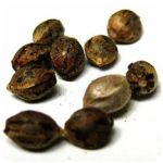 Семена марихуаны АК-47  (Seeds AK-47) в Мглине